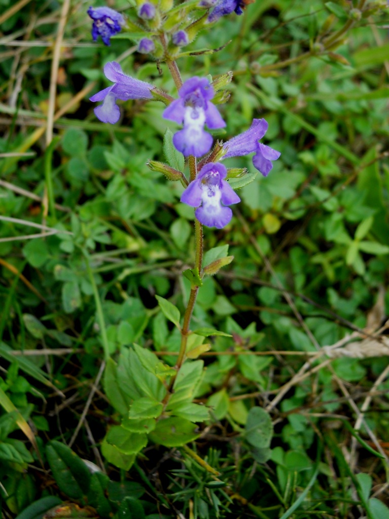 Clinopodium alpinum